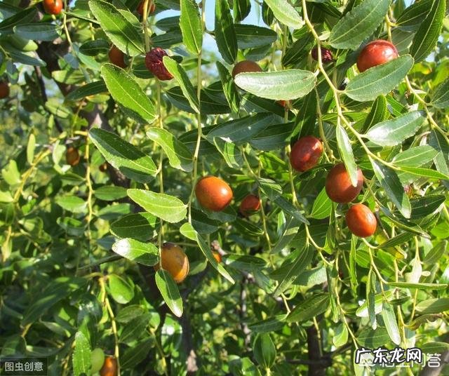 在农村自家种植的枣树,为什么结出的枣子不甜,跟吃棉花一样?