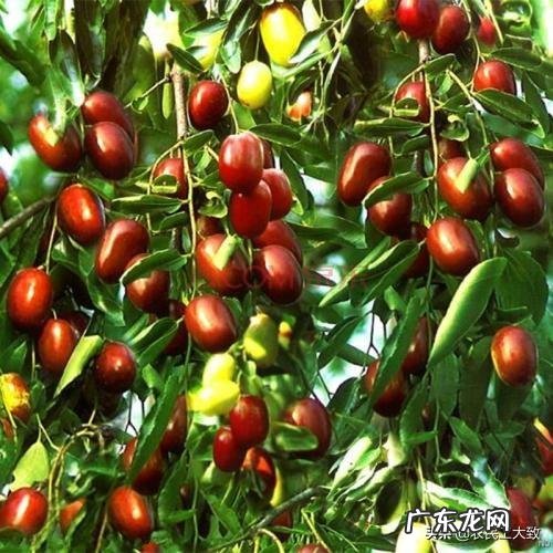 在农村自家种植的枣树,为什么结出的枣子不甜,跟吃棉花一样?