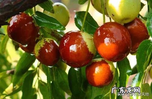 在农村自家种植的枣树,为什么结出的枣子不甜,跟吃棉花一样?