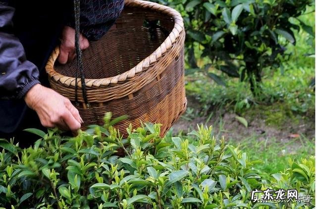 茶叶冲泡时如何把握好时间?