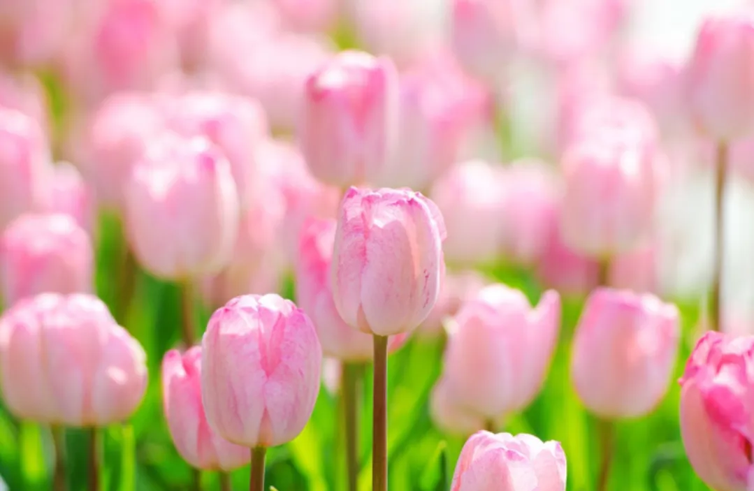 能否分享一些读后让你展颜一笑的美好句子?