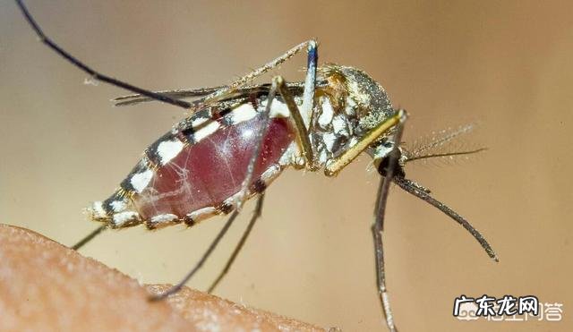 被蚊子叮咬有什么办法可以止痒消炎？