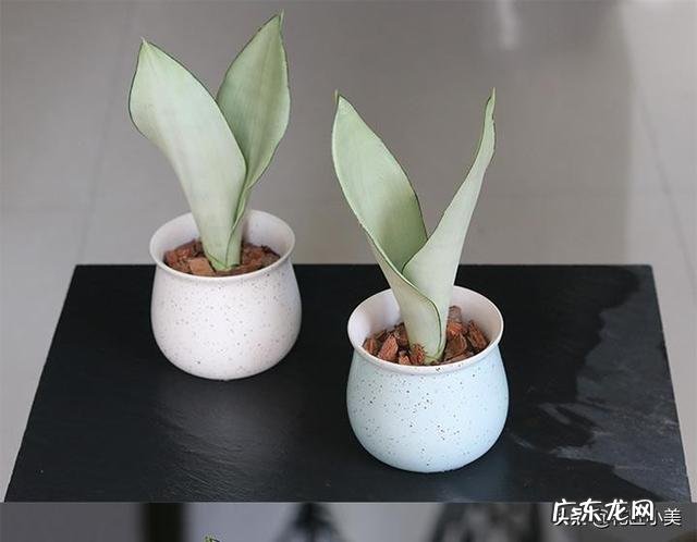 又直又高的虎皮兰是啥品种?