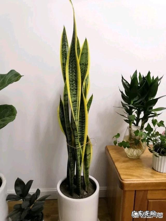 又直又高的虎皮兰是啥品种?