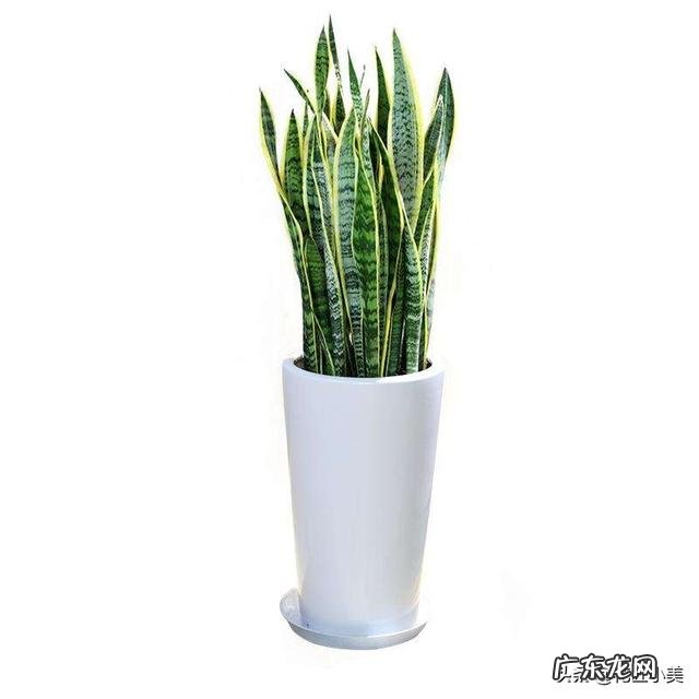 又直又高的虎皮兰是啥品种?