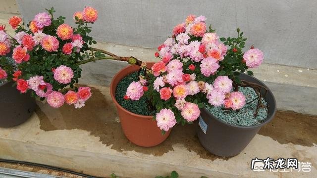 世间植物万万种，你最喜欢哪种植物？