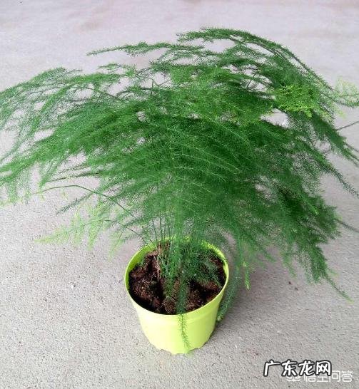 世间植物万万种，你最喜欢哪种植物？