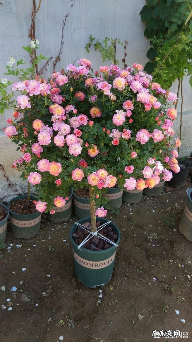 世间植物万万种，你最喜欢哪种植物？