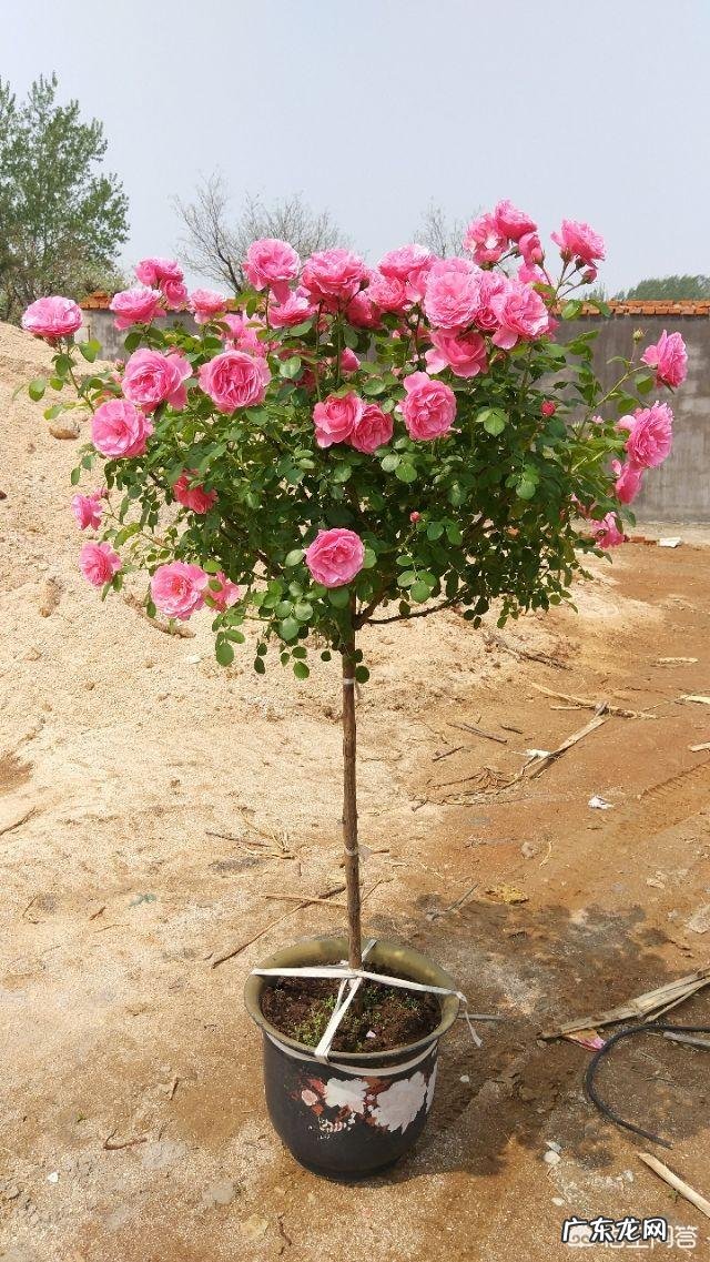 世间植物万万种，你最喜欢哪种植物？