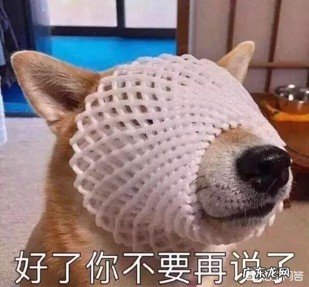 小狗死了要怎么安葬?