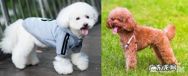 泰迪犬和比熊犬,你是怎么区分的?