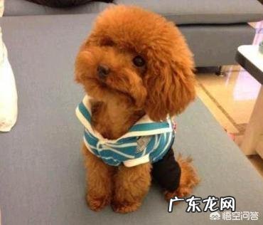 泰迪犬和比熊犬,你是怎么区分的?