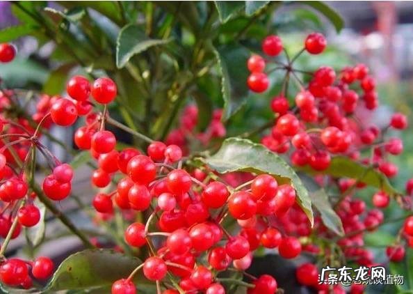 朱砂根有哪些形态特征和功效？