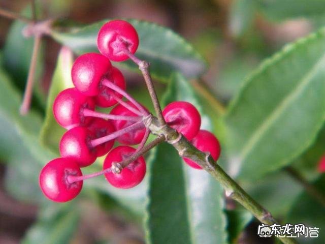 朱砂根有哪些形态特征和功效?