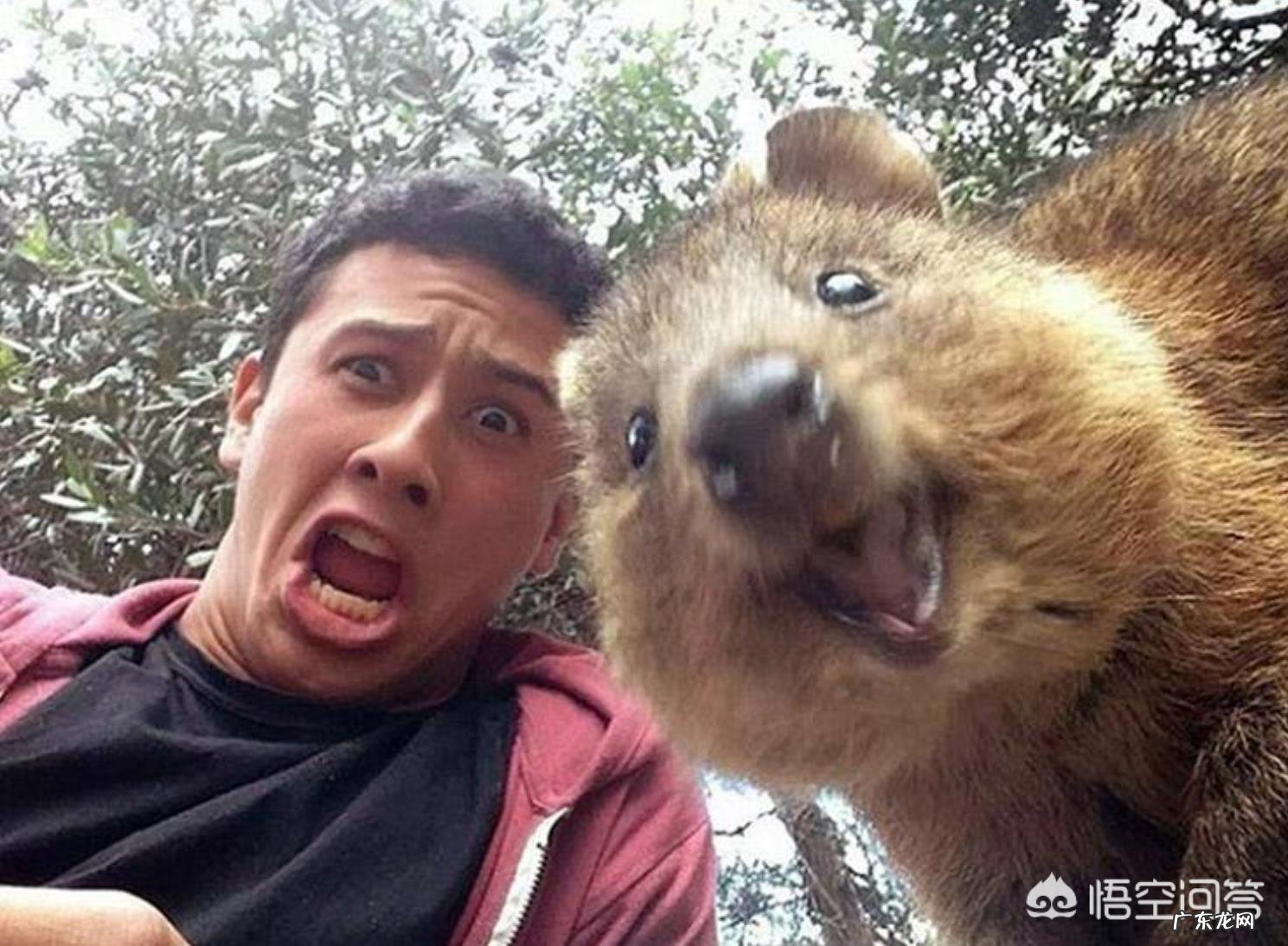 你认为人和动物是怎样的关系,这个地球才能更和谐?