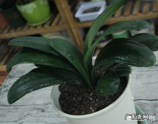 君子兰要怎么养呢？