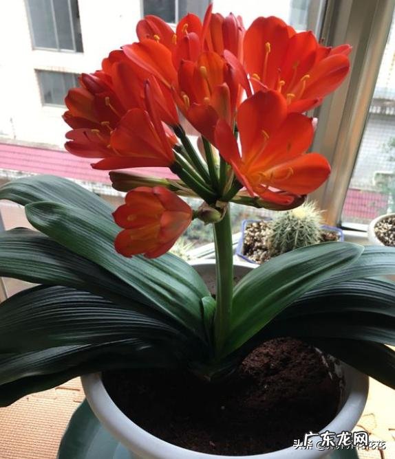 君子兰要怎么养呢?