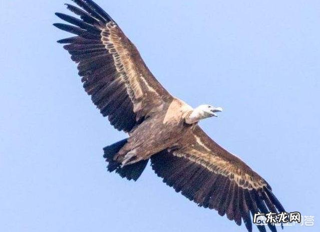 除了人类,地球上还有哪种生物意识到地球是一个球体?