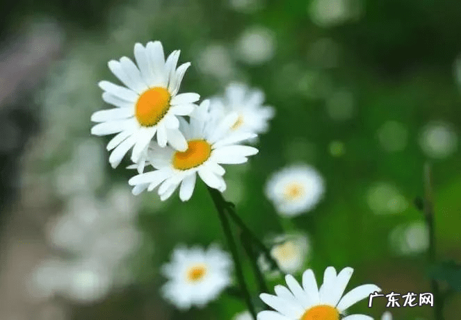 凤凰戴孝是啥意思 凤凰戴孝是什么风水说法