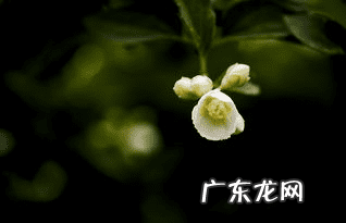 凤凰戴孝是啥意思 凤凰戴孝是什么风水说法