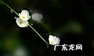 凤凰戴孝是啥意思 凤凰戴孝是什么风水说法