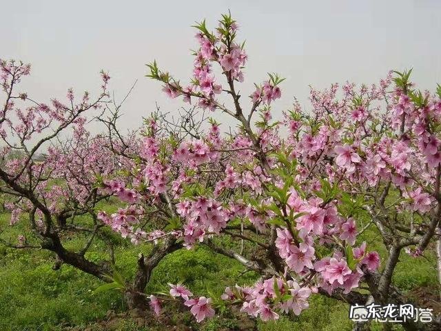 农村的桃树花有什么作用?