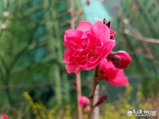 农村的桃树花有什么作用?