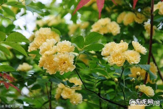 把教师称为教书匠,你认为怎么样?