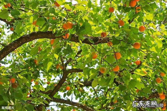 日长篱落无人过,惟有蜻蜓蛱蝶飞。到底是农忙还是农闲呢?