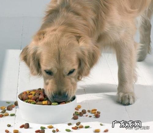 什么样的狗粮是最好的？