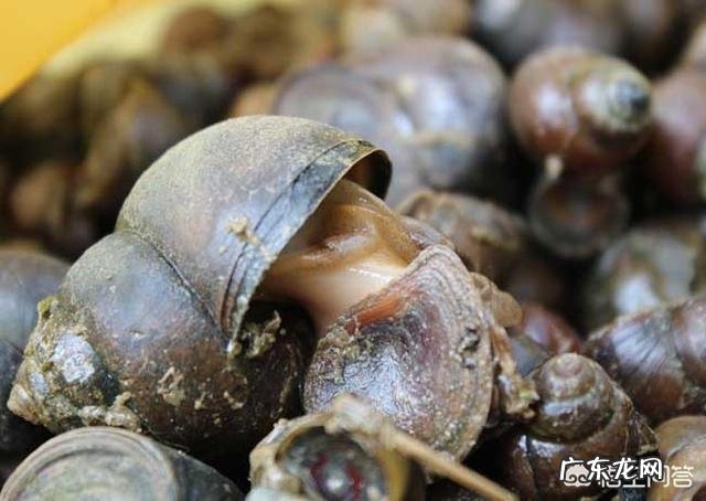 大田螺怎么弄的比较好吃？