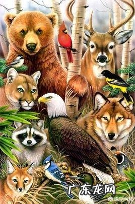 人为什么会做梦？人为什么会产生幻觉？动物会做梦、产生幻觉吗？