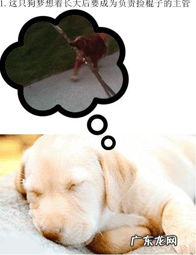 人为什么会做梦?人为什么会产生幻觉?动物会做梦、产生幻觉吗?