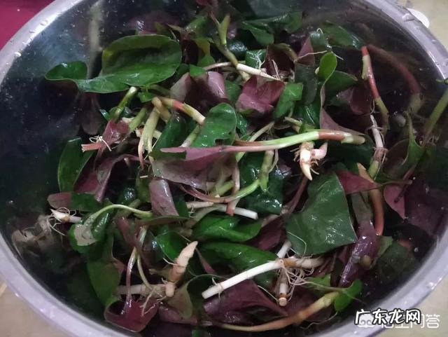 鱼腥草怎么做最好吃?