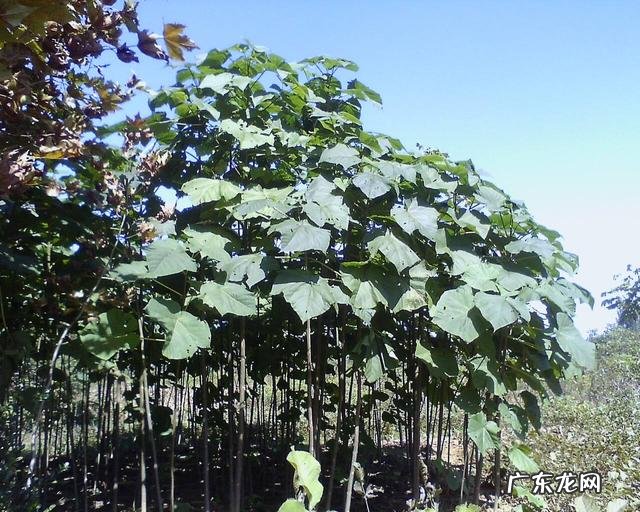 除了吃粽子,你的家乡还有哪些端午习俗?