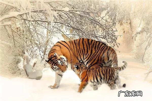 属虎人最痛恨什么？