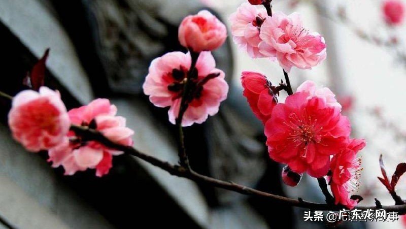 含有梅花的诗句有哪些?