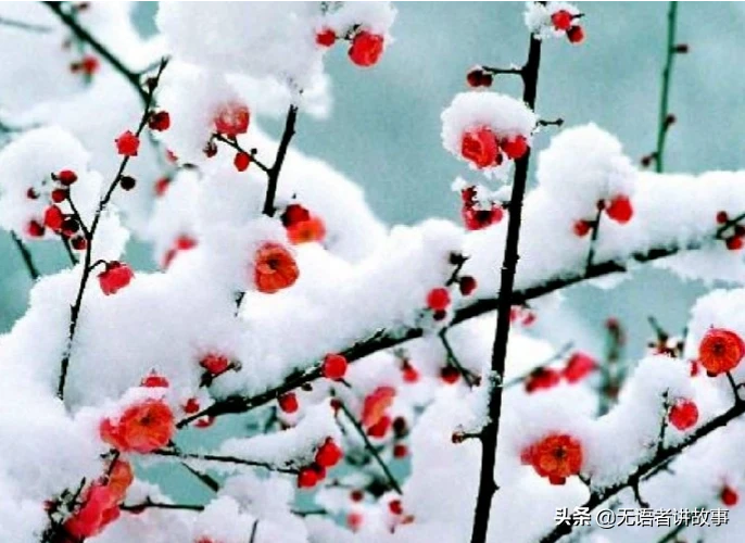 含有梅花的诗句有哪些?