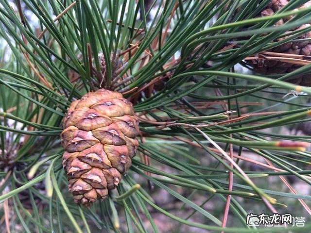 松子壳能做兰花的植料吗?