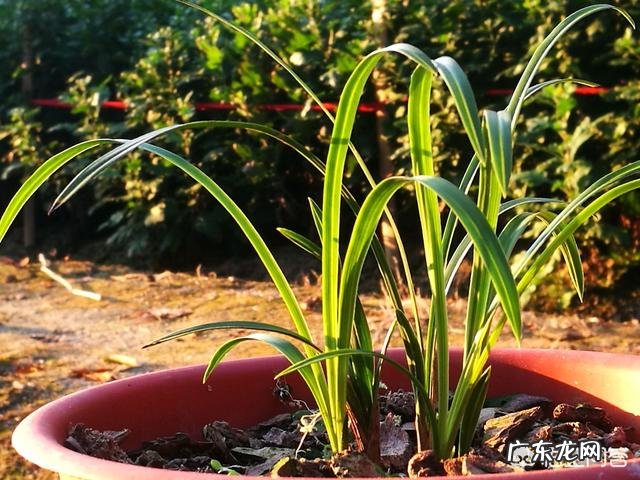 松子壳能做兰花的植料吗?