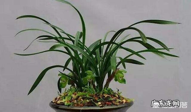 松子壳能做兰花的植料吗?