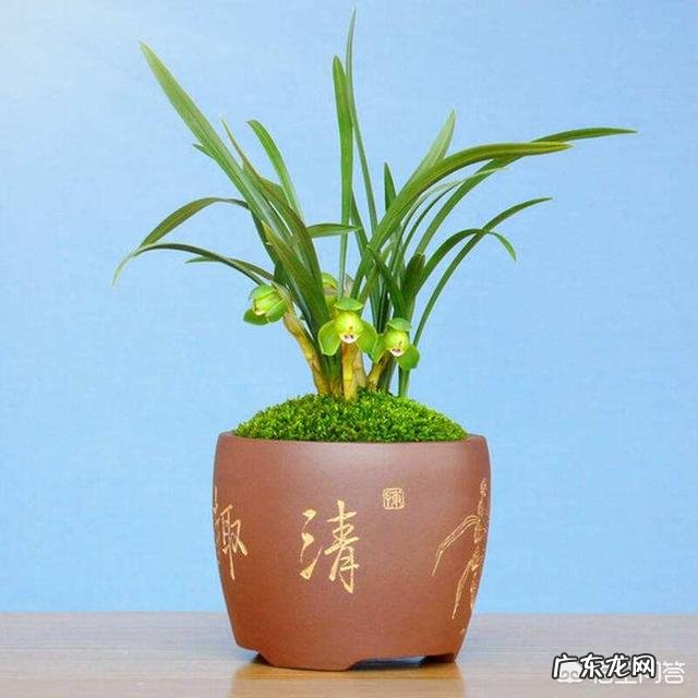 松子壳能做兰花的植料吗?