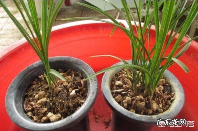 松子壳能做兰花的植料吗?