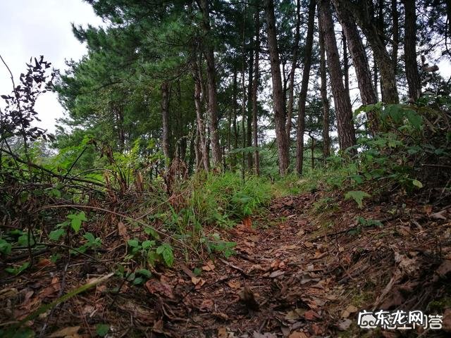 松子壳能做兰花的植料吗?