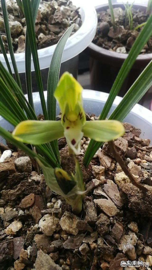 松子壳能做兰花的植料吗?