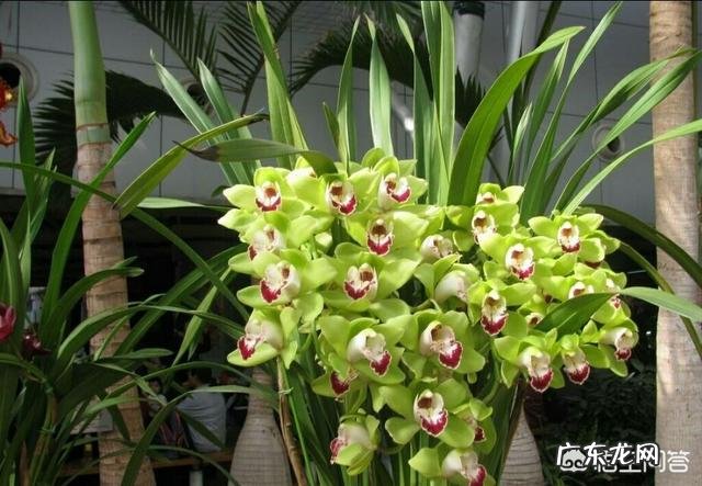 松子壳能做兰花的植料吗?