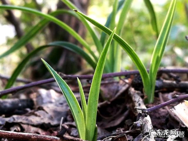 松子壳能做兰花的植料吗?