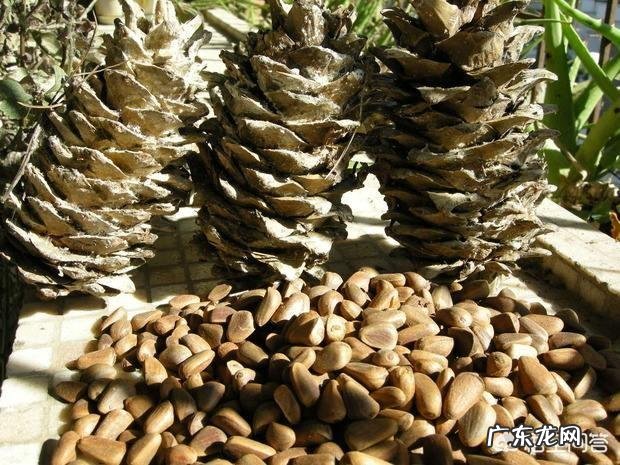 松子壳能做兰花的植料吗?