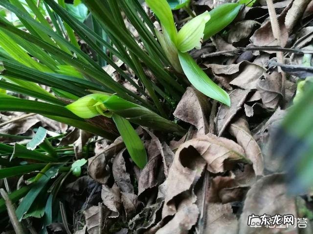 松子壳能做兰花的植料吗?