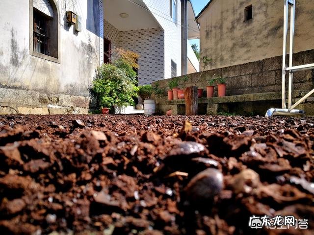松子壳能做兰花的植料吗?